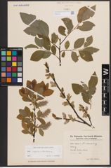 Foto von Salix caprea L. x Salix starkeana Willd.